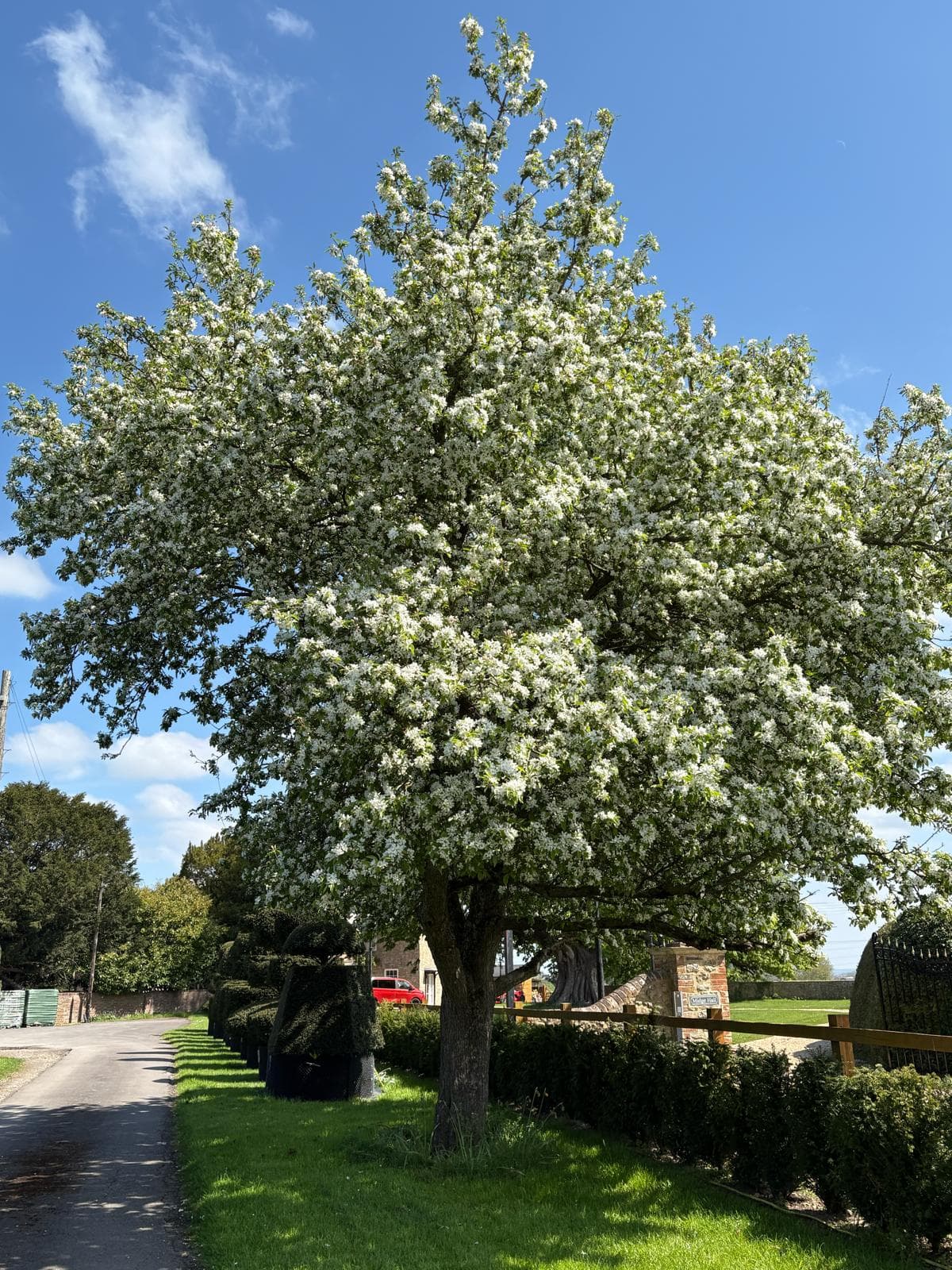 Standard Malus (Crab Apple) full tree covered in white blossom