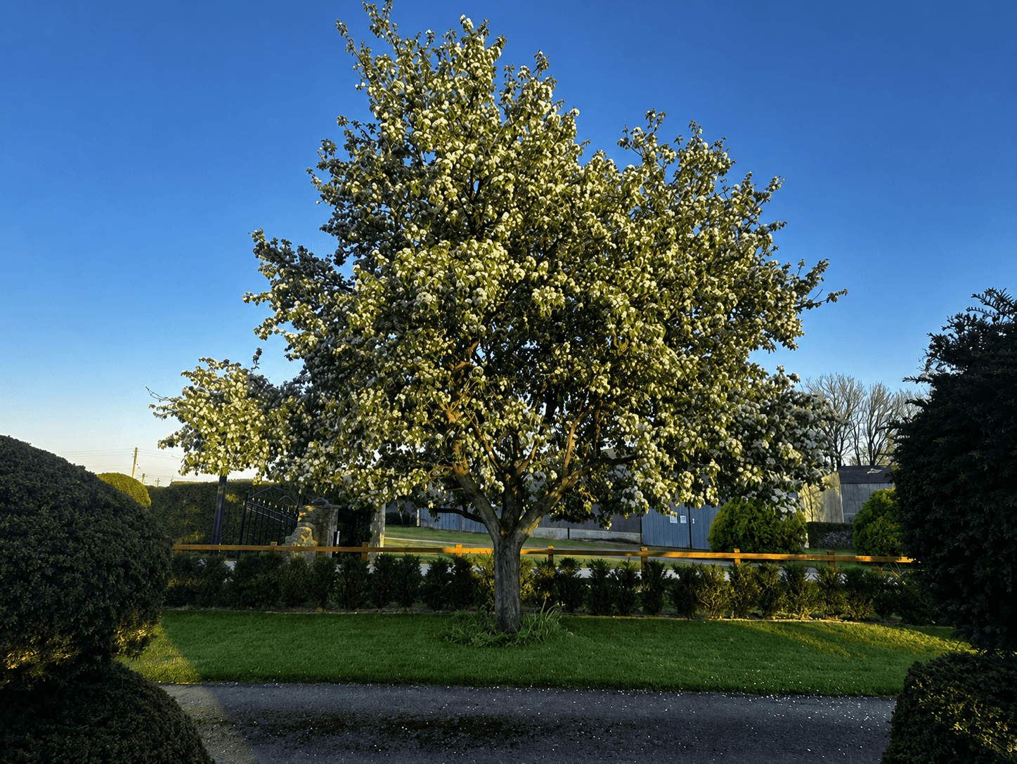 Specimen Trees