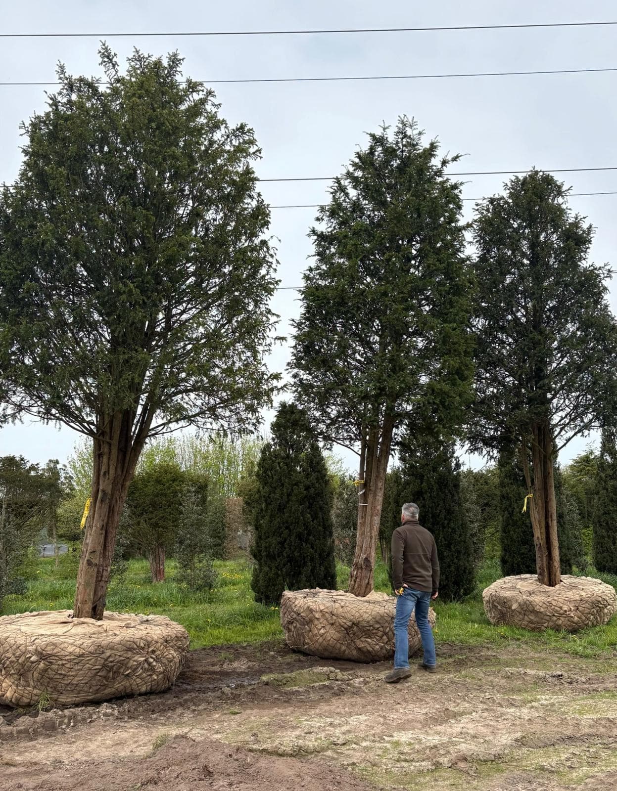 Pair of large rootballed specimen Yew trees with person for scale