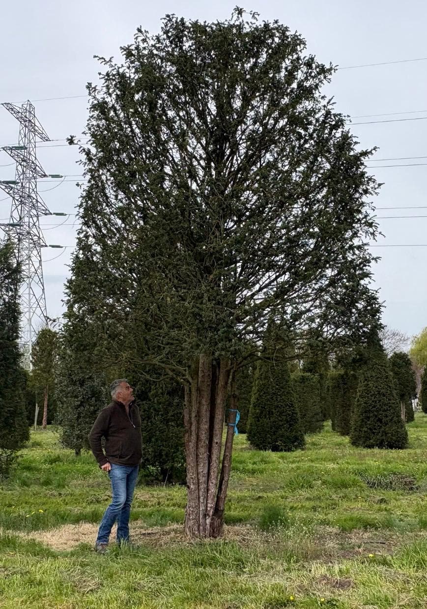 Large multistem specimen Yew tree at nursery with topiary behind