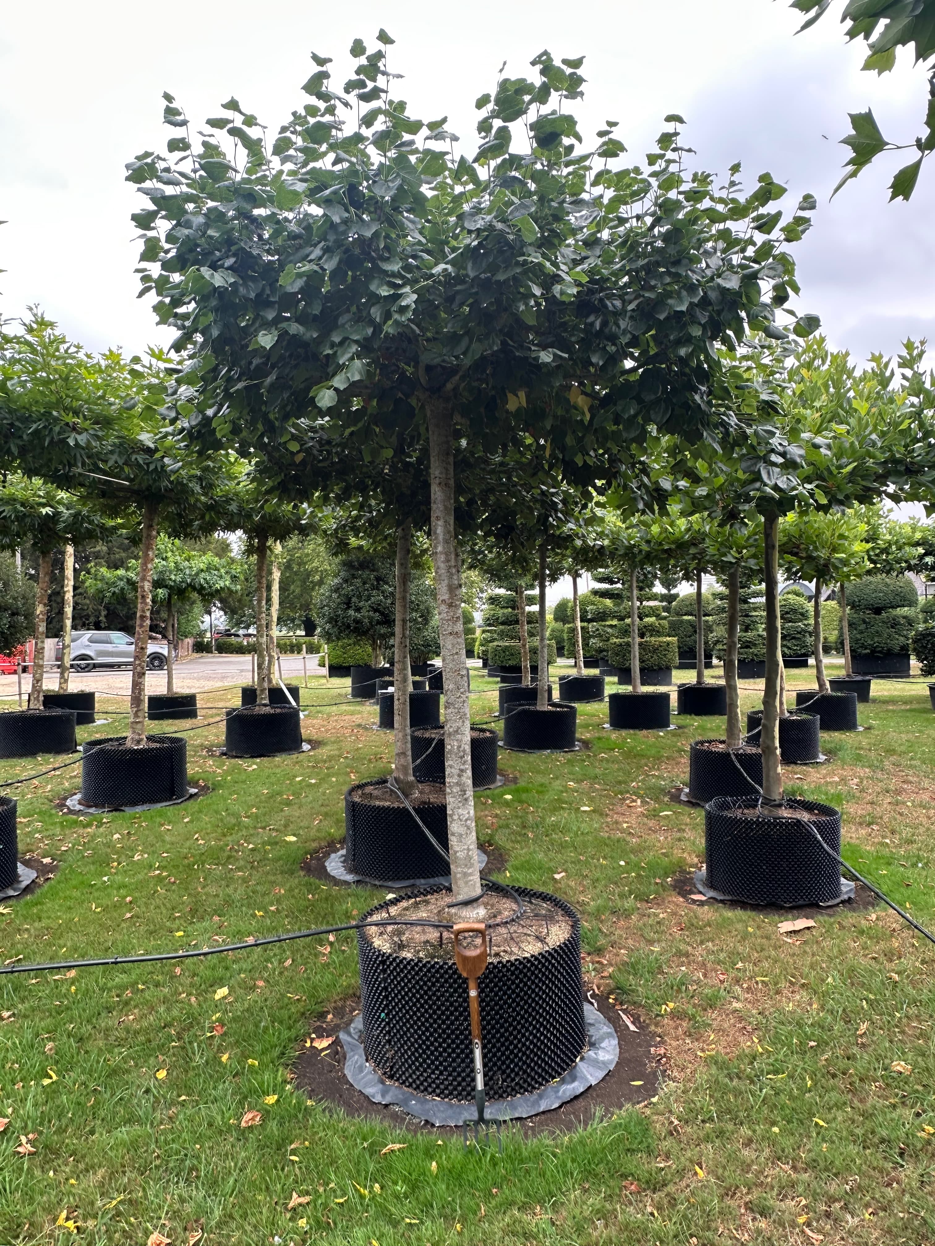 Tilia europaea Euchlora parasol (roof) tree at Hedgeworx nursery
