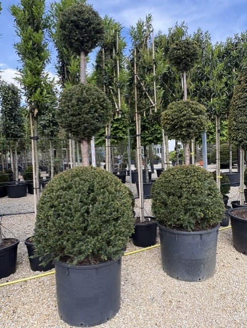 Topiary ball standards at nursery