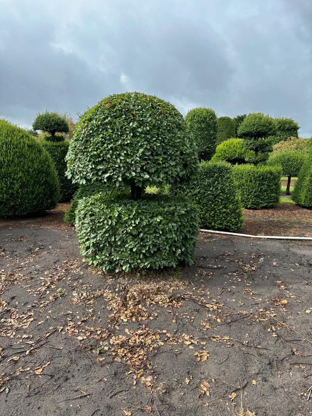 Beech topiary ball on dome single specimen