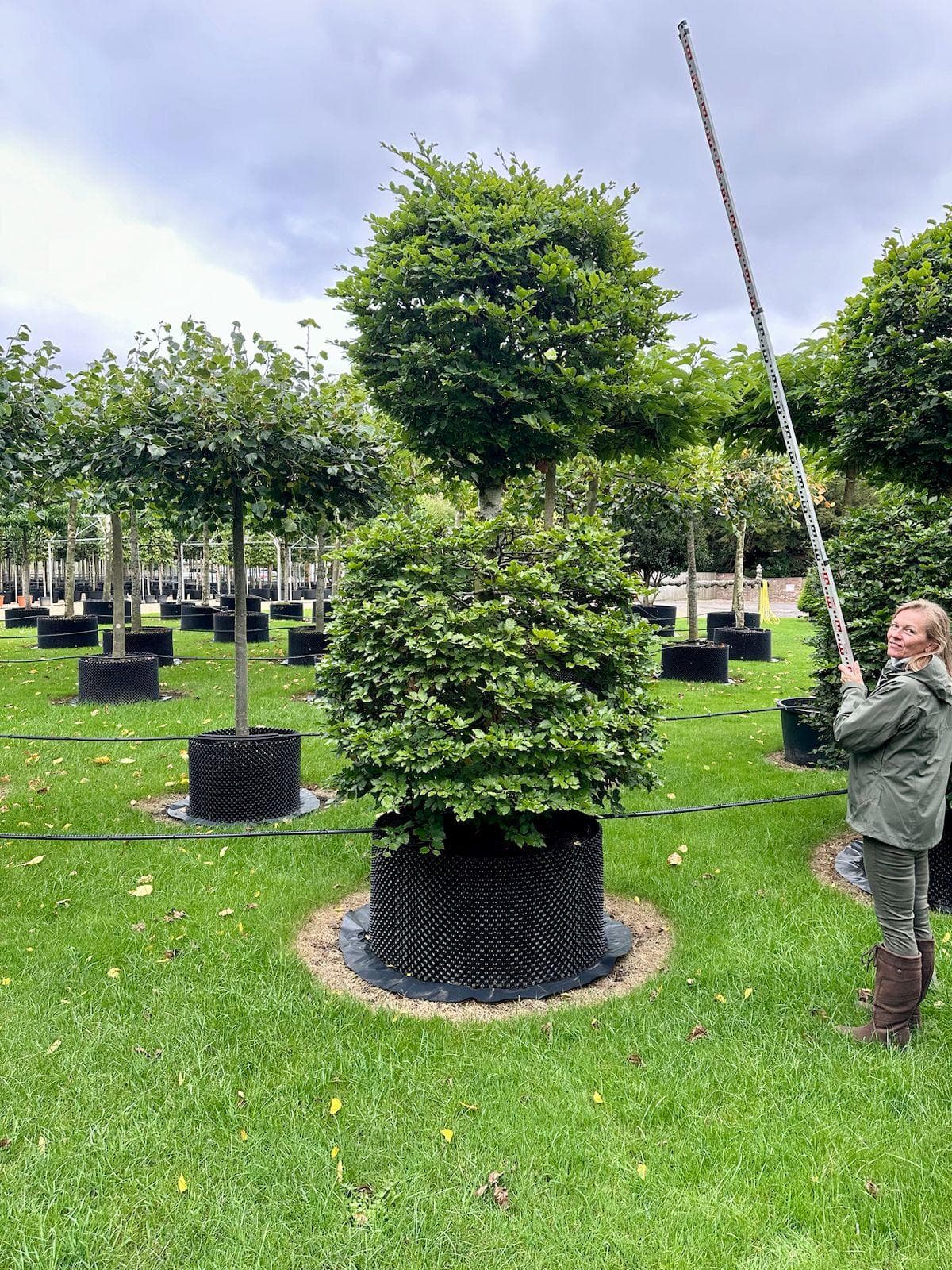 Beech topiary ball on stem being measured at nursery