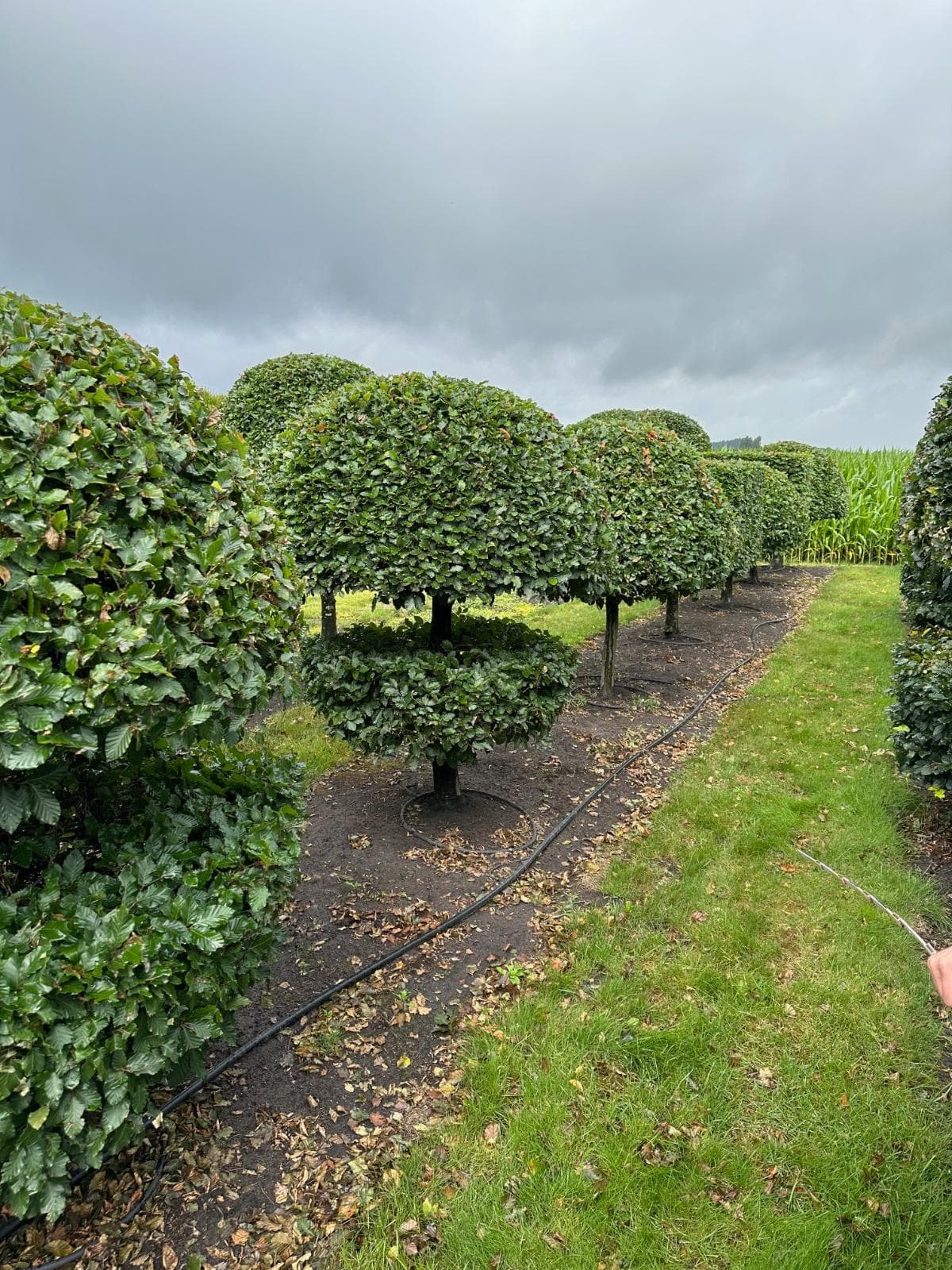 Beech topiary dome on stem row side view