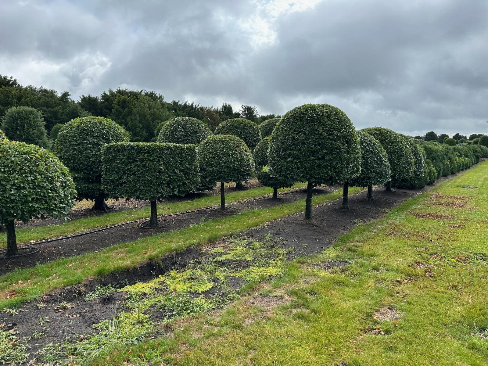 Rows of Beech topiary dome on stem at nursery