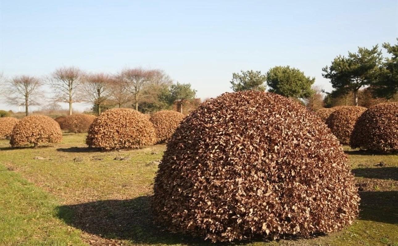 Beech topiary domes in winter showing copper foliage