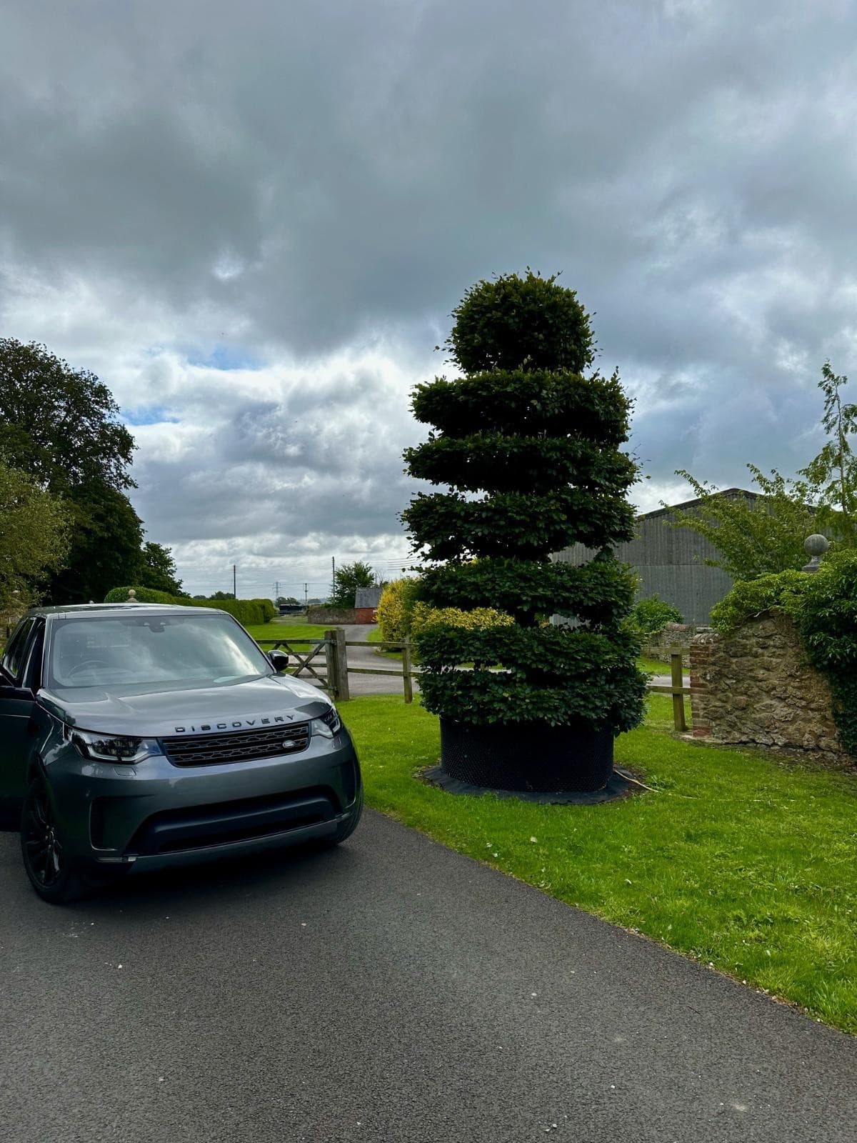 Beech topiary spiral planted by driveway entrance