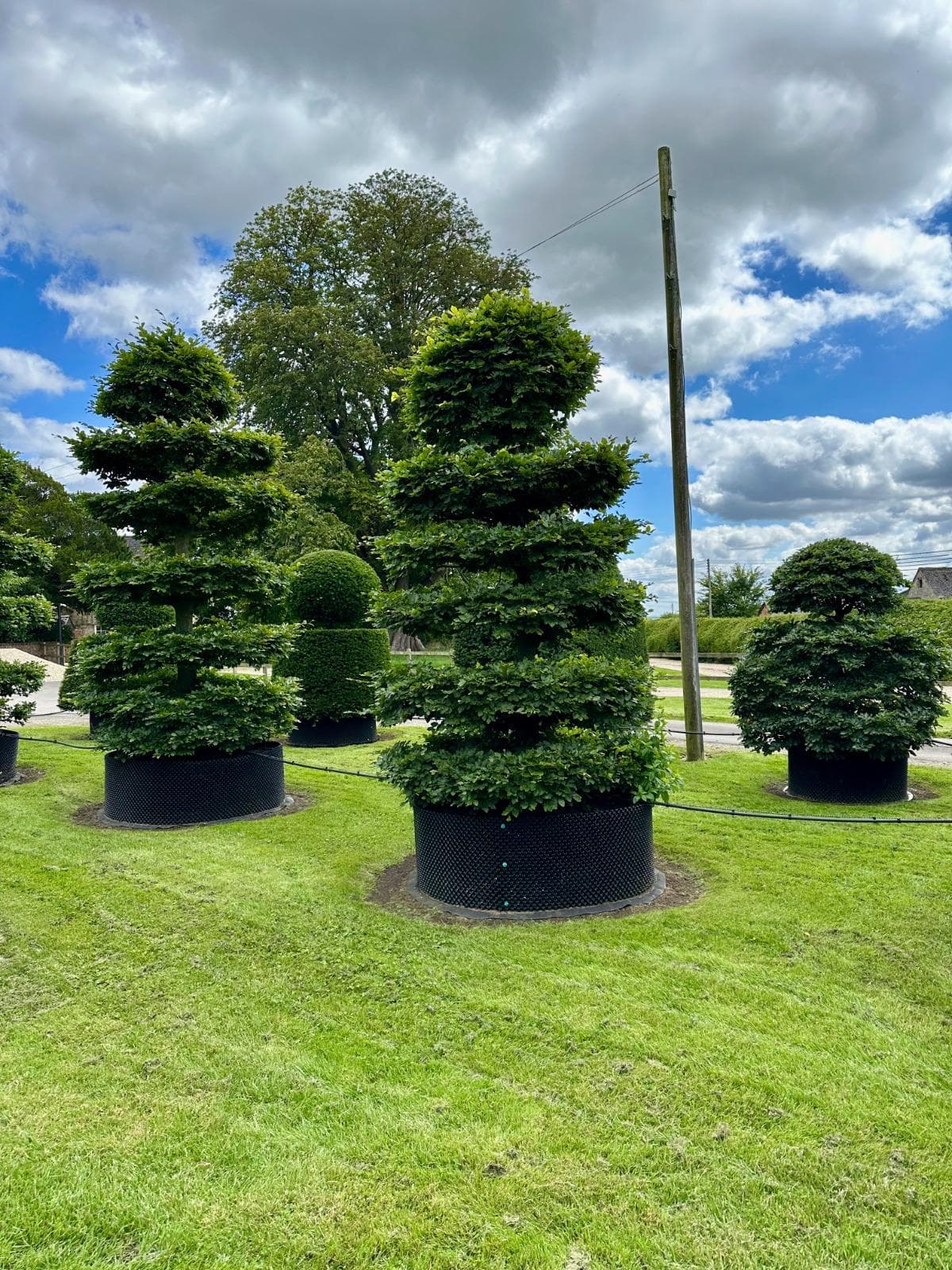 Beech topiary spirals containerised on nursery lawn
