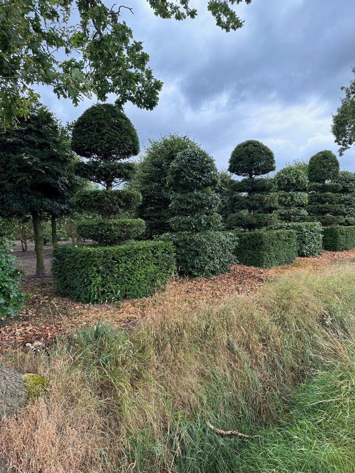 Row of Beech topiary specimens at nursery