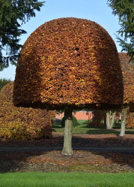 Topiary dome with autumn copper foliage