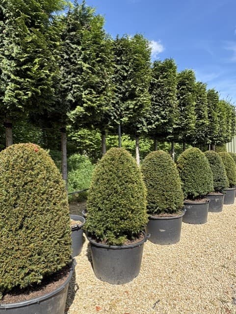 Topiary dome row at nursery