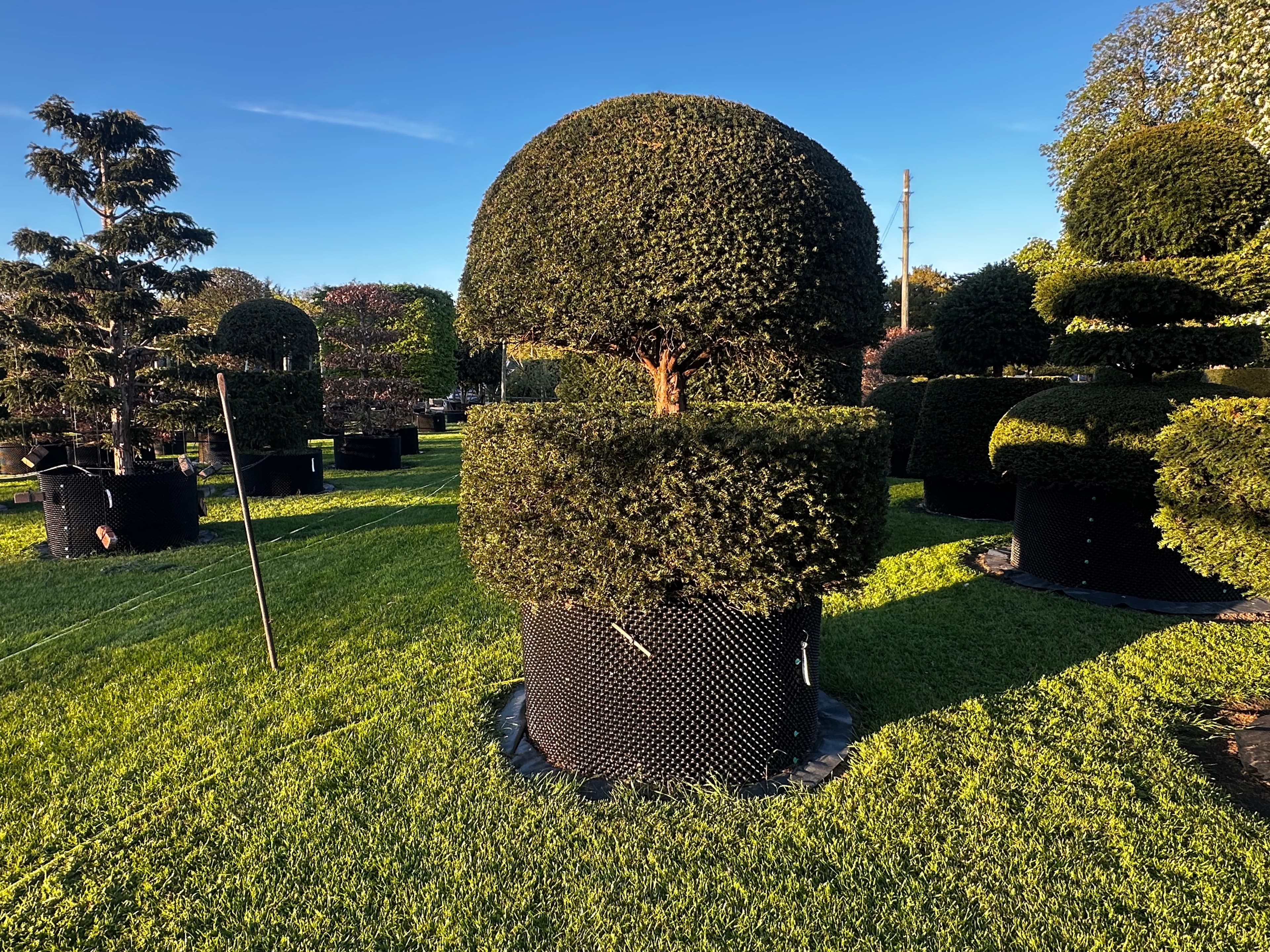 Topiary specimen