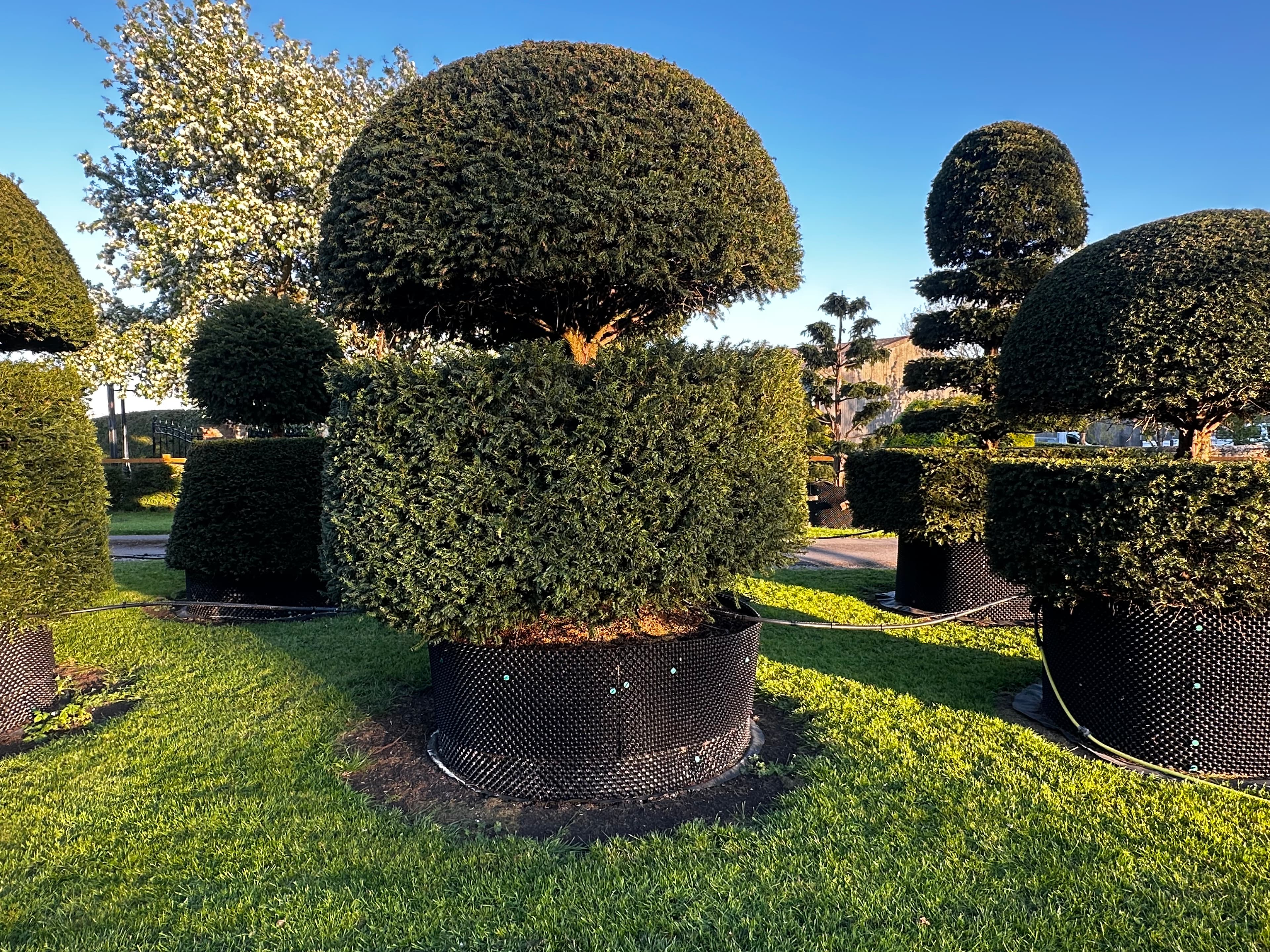 Topiary specimen