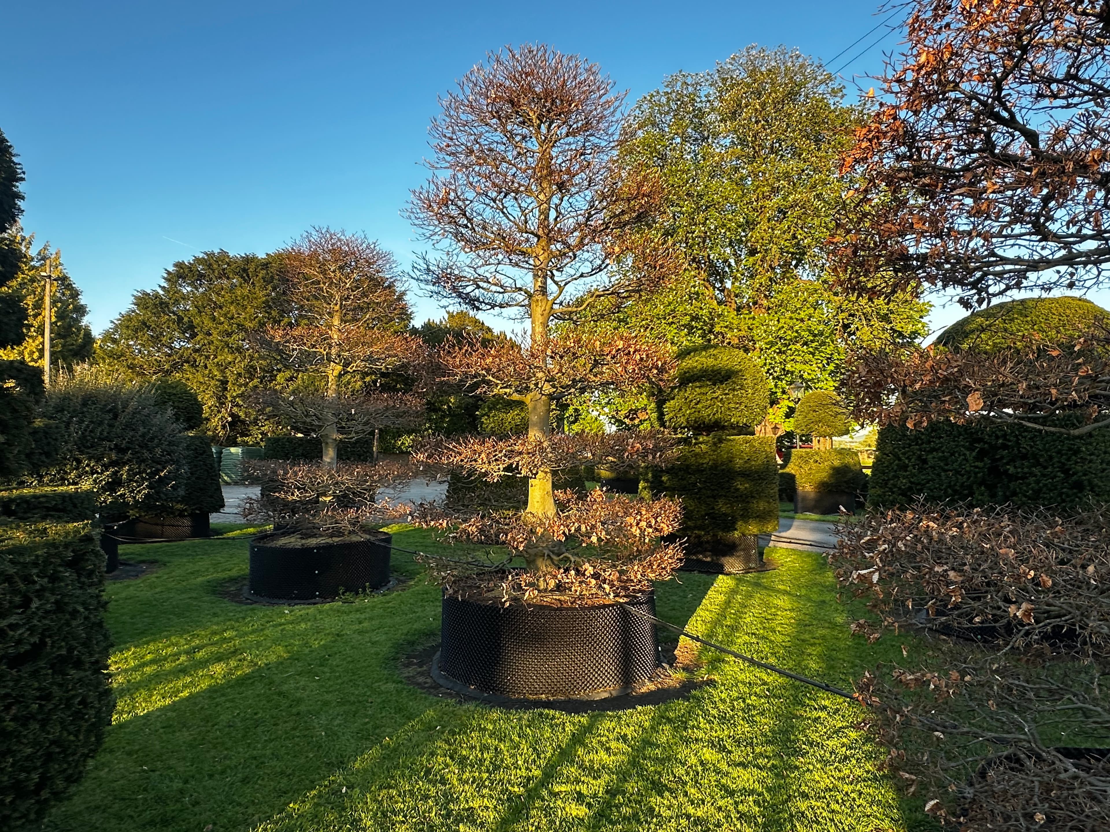 Topiary specimen