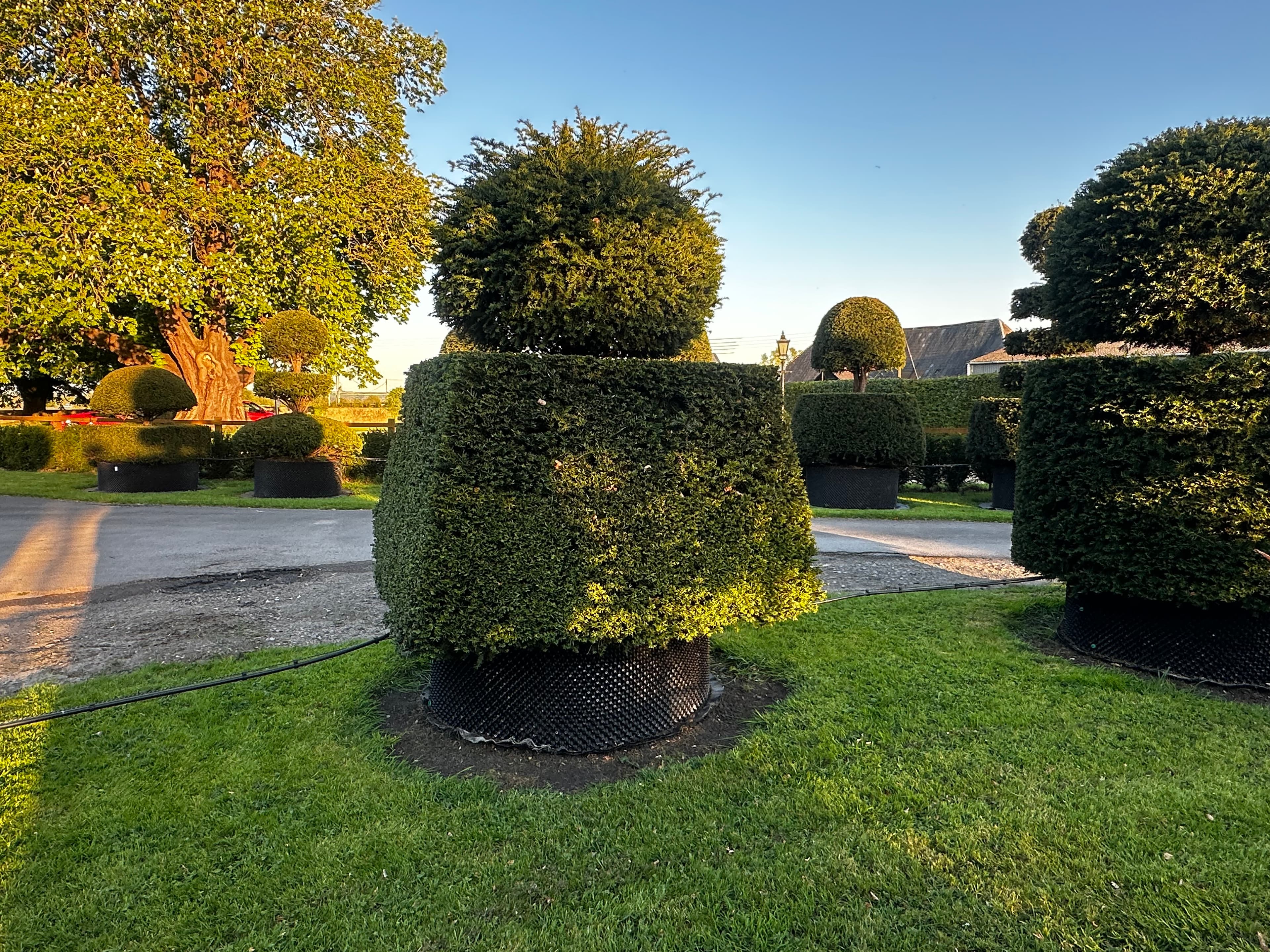 Topiary specimen