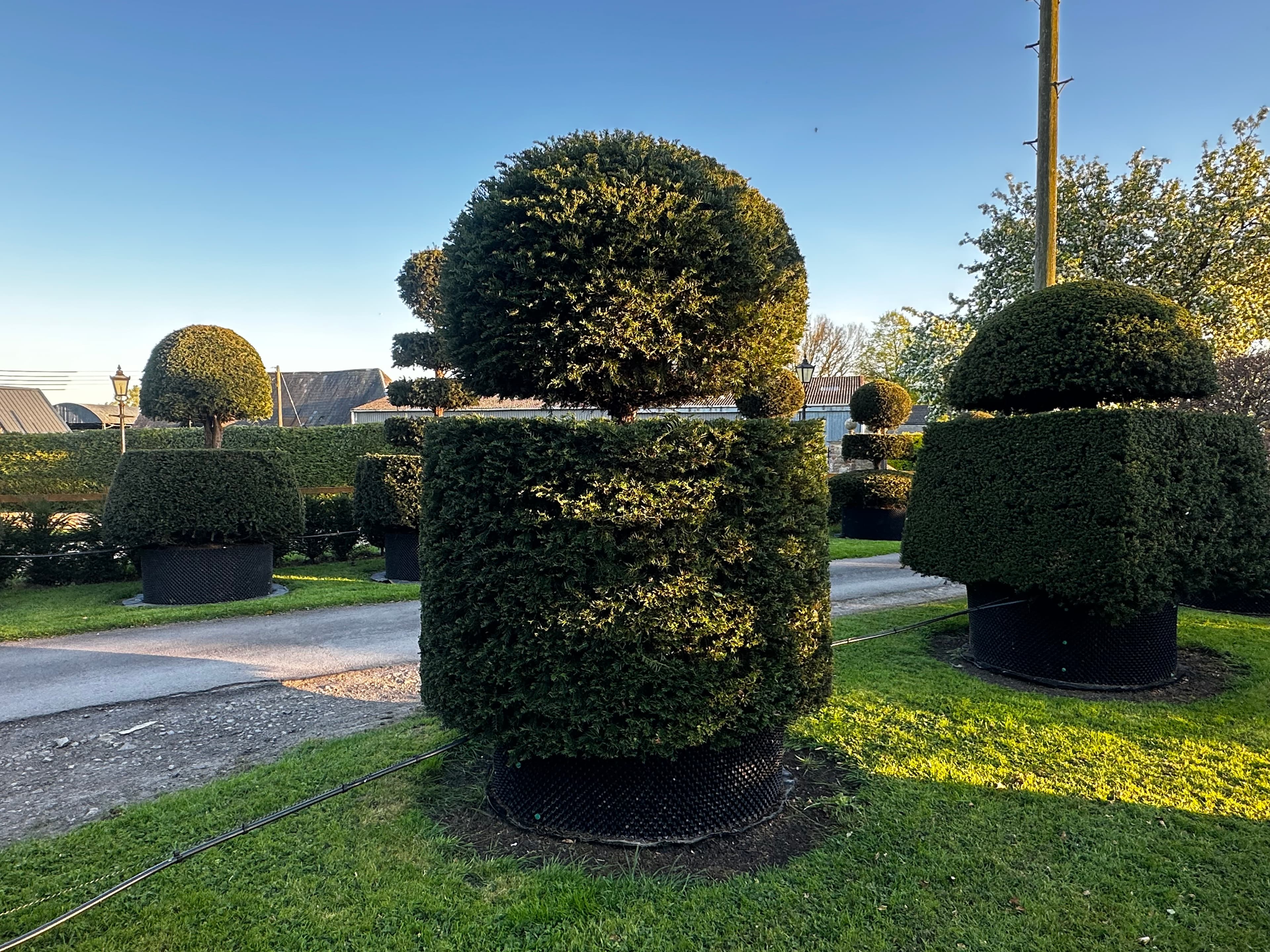 Topiary specimen