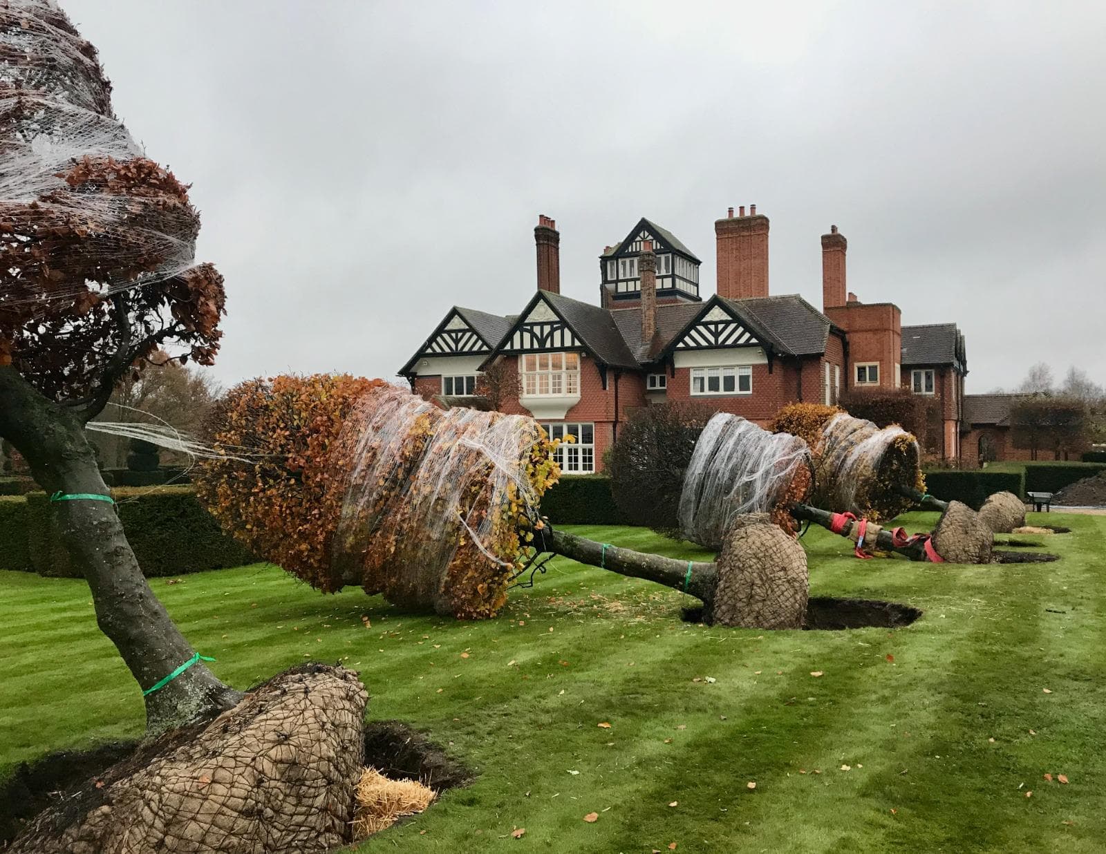 Rootballed topiary being planted at country house