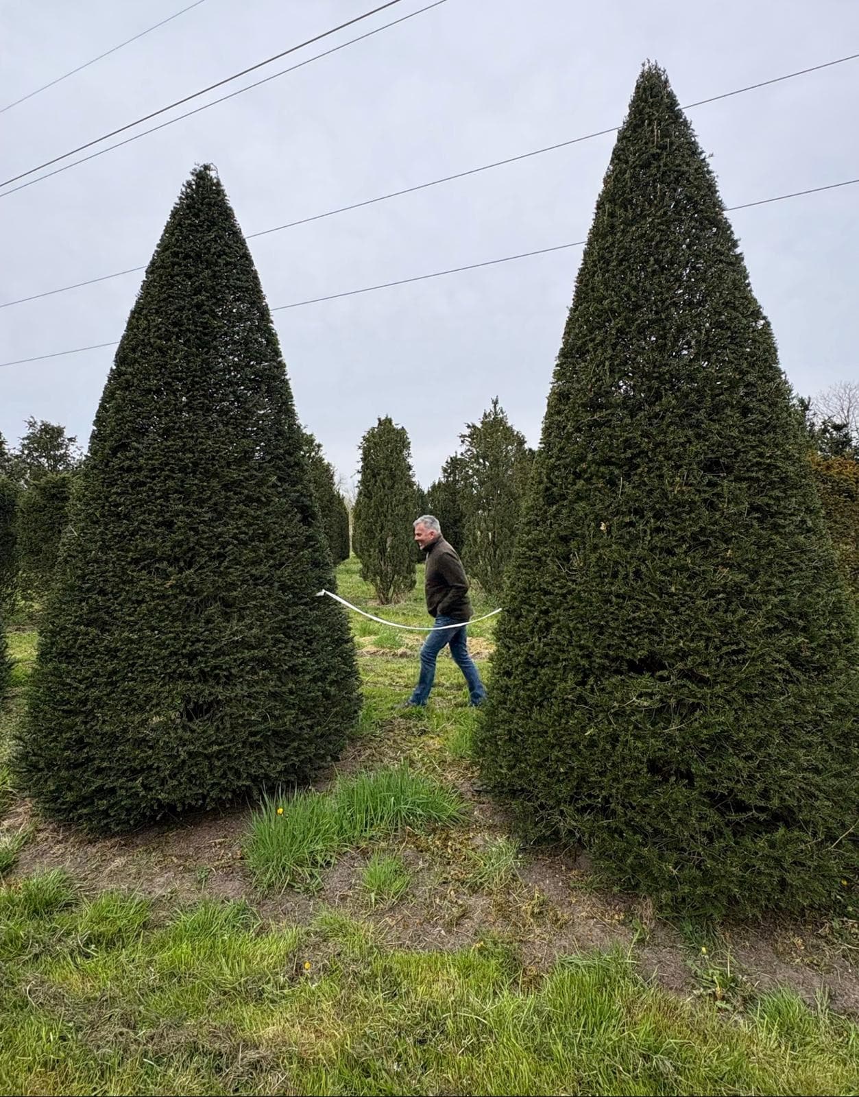 Yew topiary cones being measured at nursery
