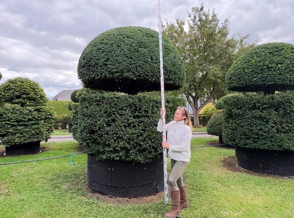Large Yew topiary dome on cylinder specimens being measured at the nursery