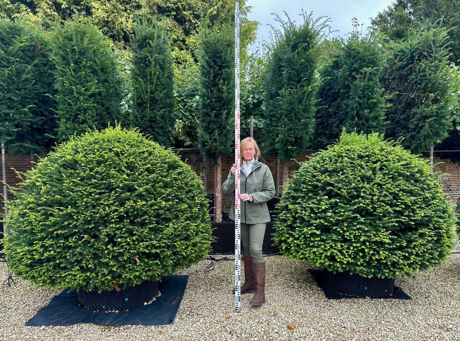 Large Yew topiary balls with person measuring height