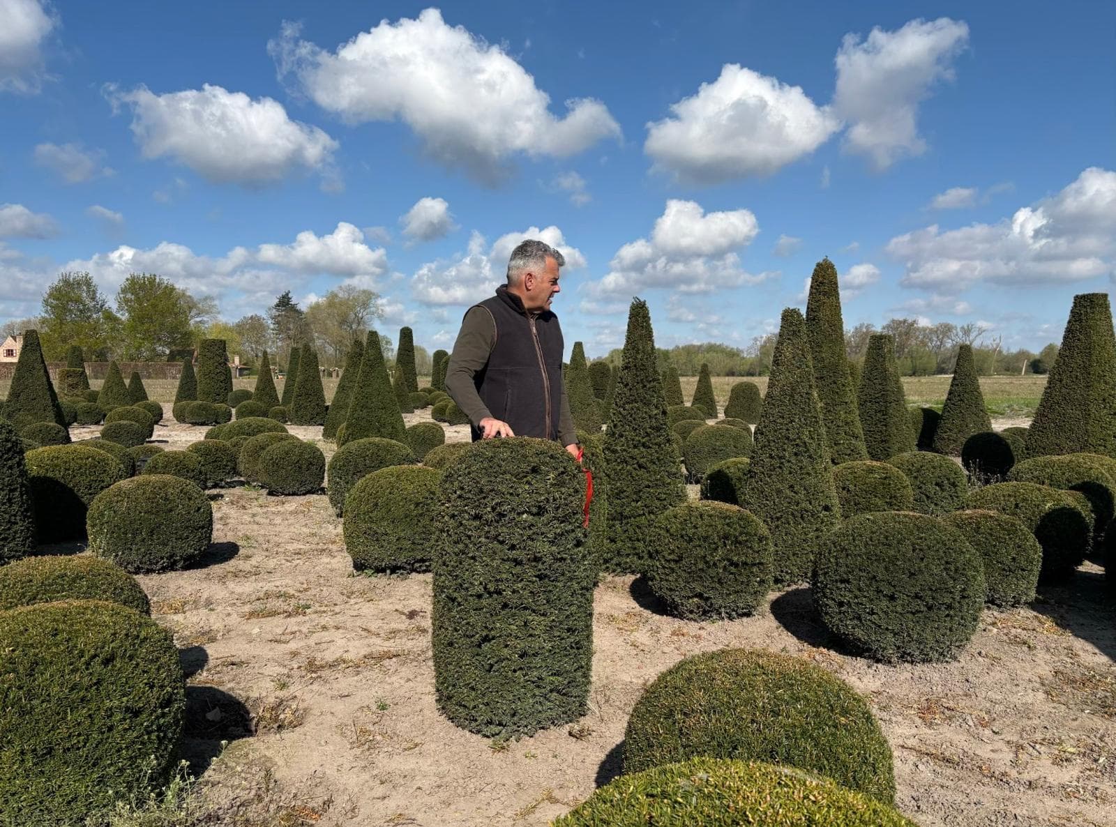 Panoramic view of Yew topiary field with mixed shapes