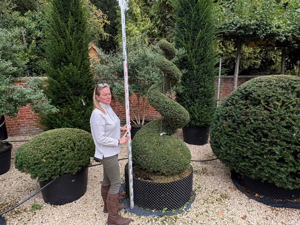 Yew topiary spiral being measured at the nursery, among domes and balls