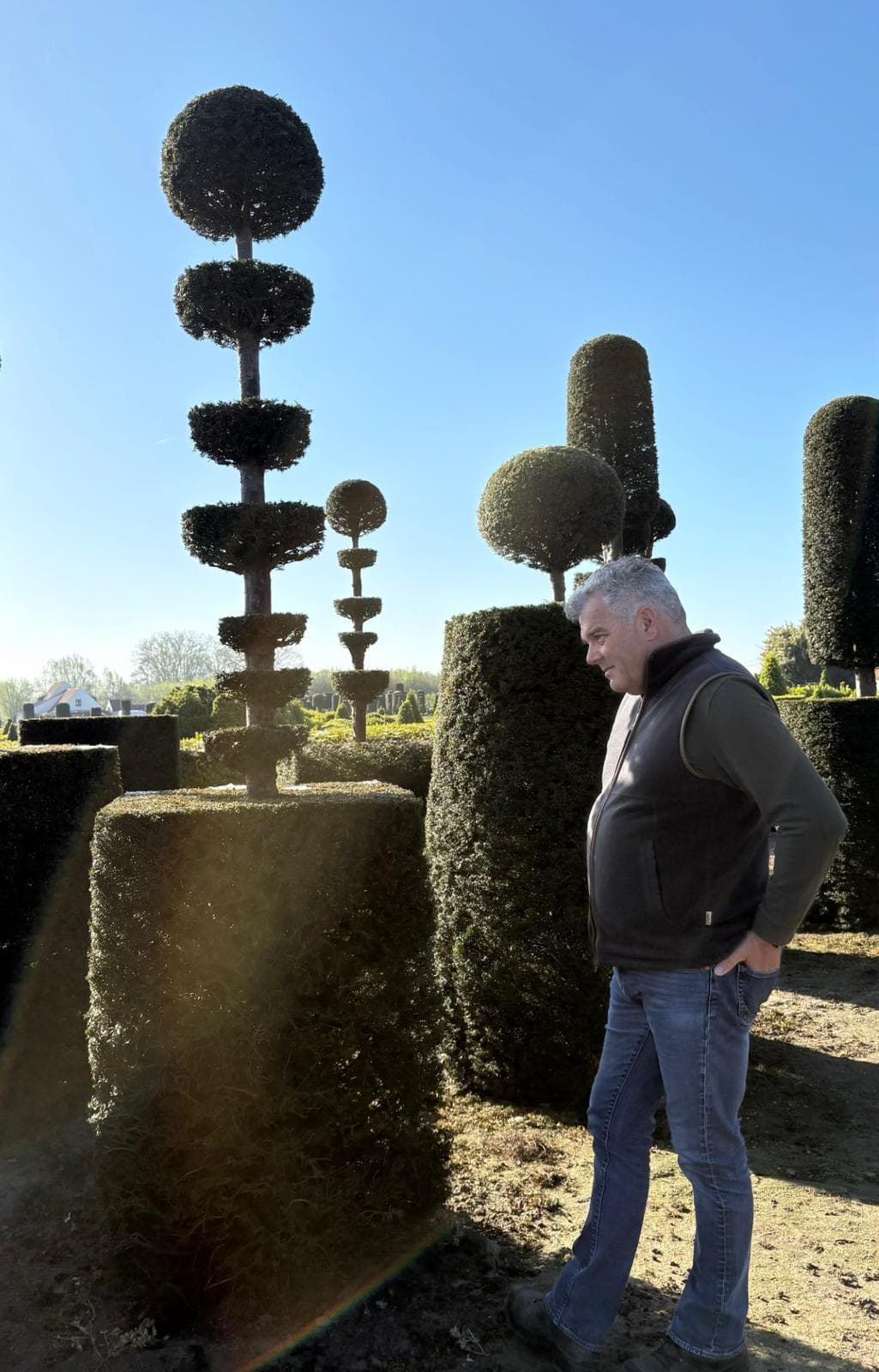 Tall Yew topiary tiered ball on cube with measuring pole
