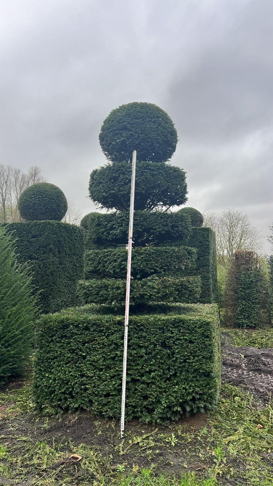 Yew topiary tiered wedding cake shape with measuring pole