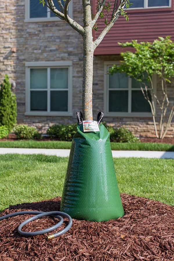 Treegator Original slow-release watering bag fitted around a young tree